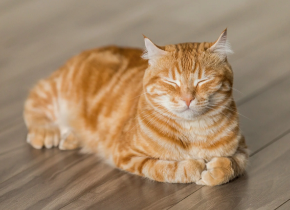 This is here just in case of the image breaking